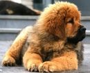 Mastín Tibetano
