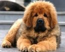 Mastín Tibetano