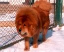 Mastín Tibetano