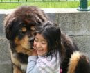 Mastín Tibetano