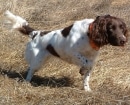Münsterländer Pequeño