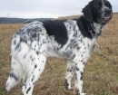 Münsterländer Grande