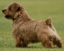 Norfolk Terrier