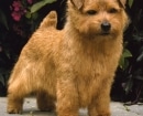 Norfolk Terrier