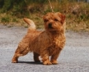 Norfolk Terrier