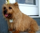 Norfolk Terrier