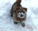 Norfolk Terrier