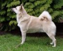 norwegianbuhund1
