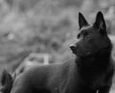 Norwegian Buhund