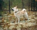 Norwegian Buhund