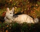 Norwegian Buhund