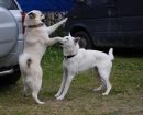 Norwegian Buhund