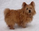 Norwich Terrier