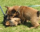 Norwich Terrier