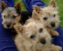 Norwich Terrier