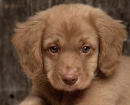 Nova Scotia Duck Tolling Retriever