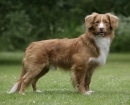 Nova Scotia Duck Tolling Retriever