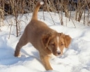 Nova Scotia Duck Tolling Retriever