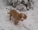 Nova Scotia Duck Tolling Retriever