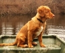 Nova Scotia Duck Tolling Retriever