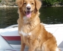 Nova Scotia Duck Tolling Retriever