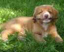 Nova Scotia Duck Tolling Retriever