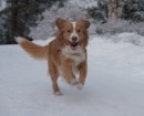 Nova Scotia Duck Tolling Retriever