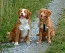 Nova Scotia Duck Tolling Retriever