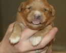 Nova Scotia Duck Tolling Retriever