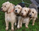 Otterhound