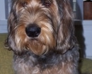 Otterhound