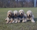 Otterhound
