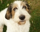 Otterhound