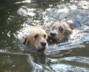 Otterhound