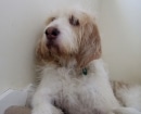 Otterhound