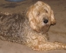 Otterhound