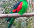 Papagayo-Alirrojo-(3).jpg
