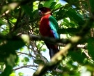 Papagayo-Granate-(3)