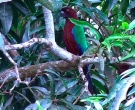 Papagayo-Granate-(6)