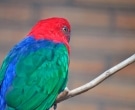Papagayo-Moluqueno-(5).jpg