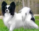 Papillón