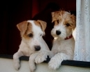 Parson Russell Terrier