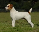 Parson Russell Terrier