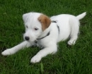 Parson Russell Terrier