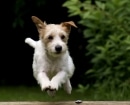 Parson Russell Terrier