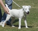 Parson Russell Terrier