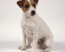 Parson Russell Terrier