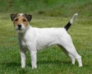 Parson Russell Terrier