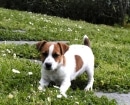 Parson Russell Terrier