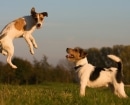 Parson Russell Terrier